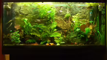 Mein Aquarium