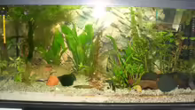 mein aquarium
