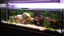 Mein Aquarium
