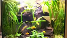 Mein Aquarium