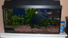 mein aquarium