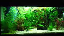 Mein Aquarium