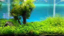 Mein Aquascape