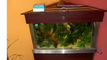 Eckaquarium