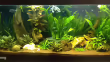 Mein erstes Aquarium..