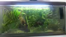 Mein erstes Aquarium