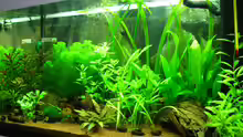 Mein erstes Aquarium