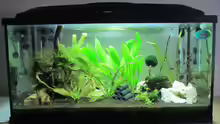 Mein erstes Aquarium