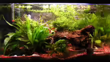 Mein Guppyaquarium