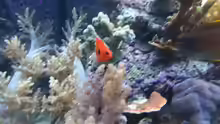 mein neuer Flammenherzog Zwergkaiserfisch !