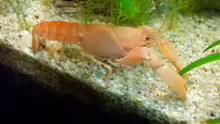 Mein Neuzugang Johnny Crab