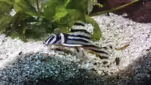 Mein schöner Zebra :)
