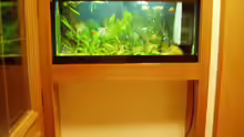 Mein schönes 96 Liter Süd - Mittelamerika  Aquarium