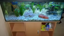 Mein schönes Aquarium