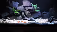 mein similis maleri Aquarium