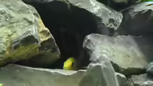 Mein Yellow Männchen in seiner Lieblingshöhle