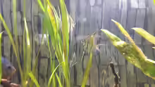 Pterophyllum scalare