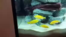 Meine 4 Labidochromis Caeruleus yellow, 2 Stunden nach einsetzen