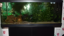 meine aquarium