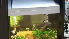 meine aquarium