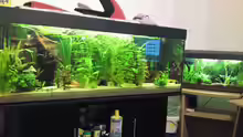 Meine Beiden Aquarium 