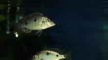 Otopharynx tetrastigma