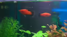 meine Platys