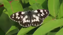 Melanargia galathea