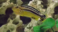 Melanchromis Auratus elongate