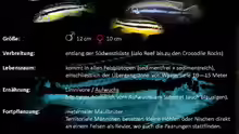 Melanochromis auratus kommt überall an der Südwestküste des Malawisees vor ???