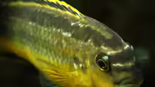 Melanochromis Auratus Portrait