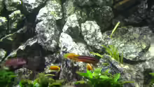 Melanochromis Auratus und Aulonocara Firefish