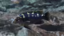 Melanochromis baliodigma