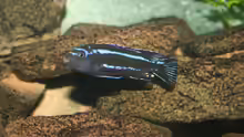 Melanochromis cyaneorrhabdos M
