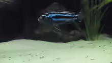 Melanochromis Cyanerohabos Maingano Bock
