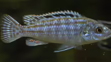 Melanochromis Joanjohnsonae