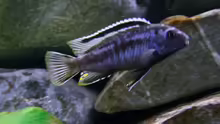 melanochromis johanni bock