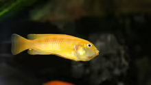 Melanochromis johannii
