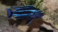 Melanochromis johannii gome Männchen