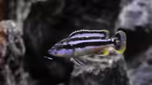 Melanochromis kaskazini