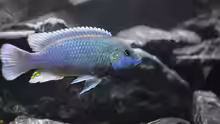 Melanochromis lepidiadaptes Männchen