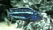 Melanochromis maingano  