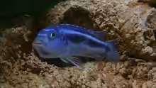 Melanochromis maingano- weibl.