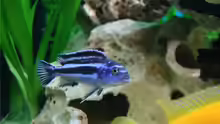 Melanochromis maingano Weibchen