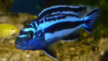 Melanochromis maingano