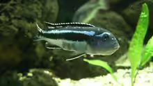 Melanochromis maingano