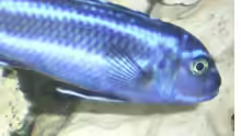 Melanochromis Maingano