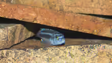 Melanochromis Maingano