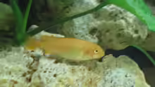 Melanochronis johannii Jungfisch