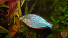 Melanotaenia praecox